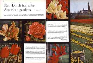 Better Homes & Gardens October 1960 Magazine Article: New Dutch bulbs for American gardens