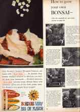 Better Homes & Gardens November 1960 Magazine Article: How to grow your own BONSAI