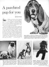 Better Homes & Gardens November 1960 Magazine Article: A purebred pup for you