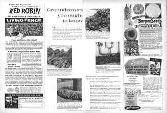 Better Homes & Gardens January 1961 Magazine Article: Groundcovers you ought to know