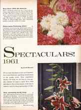 Better Homes & Gardens February 1961 Magazine Article: SPECTACULARS! 1961