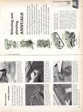Better Homes & Gardens February 1961 Magazine Article: ANNUALS