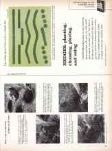 Better Homes & Gardens March 1961 Magazine Article: HEDGES: planting, choosing, placing, and using