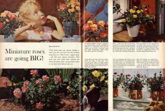 Better Homes & Gardens June 1961 Magazine Article: Miniature roses are going BIG!