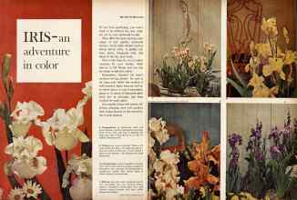 Better Homes & Gardens June 1961 Magazine Article: IRIS--an adventure in color