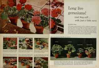 Better Homes & Gardens July 1961 Magazine Article: Long live geraniums!