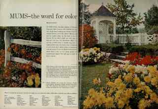 Better Homes & Gardens September 1961 Magazine Article: MUMS--the word for color