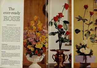 Better Homes & Gardens September 1961 Magazine Article: The ever-ready ROSE