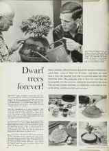 Better Homes & Gardens February 1962 Magazine Article: Dwarf trees forever!