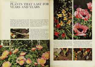 Better Homes & Gardens September 1962 Magazine Article: PLANTS THAT LAST FOR YEARS AND YEARS