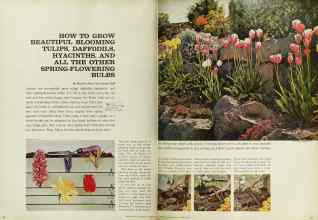 Better Homes & Gardens October 1962 Magazine Article: HOW TO GROW BEAUTIFUL BLOOMING TULIPS, DAFFODILS, HYACINTHS, AND ALL THE OTHER SPRING-FLOWERING BULBS