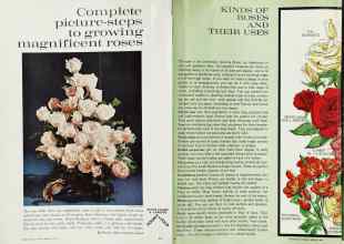 Better Homes & Gardens February 1963 Magazine Article: Complete picture-steps to growing magnificent roses