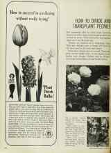 Better Homes & Gardens October 1963 Magazine Article: HOW TO DIVIDE AND TRANSPLANT PEONIES