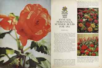 Better Homes & Gardens March 1964 Magazine Article: ANNUALS, PERENNIALS, SUMMER BULBS FOR 1964