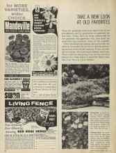 Better Homes & Gardens April 1964 Magazine Article: TAKE A NEW LOOK AT OLD FAVORITES