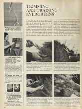 Better Homes & Gardens June 1964 Magazine Article: TRIMMING AND TRAINING EVERGREENS