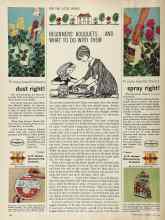 Better Homes & Gardens June 1964 Magazine Article: BEGINNERS' BOUQUETS ... AND WHAT TO DO WITH THEM