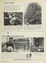 Better Homes & Gardens October 1964 Magazine Article: TULIP TREE