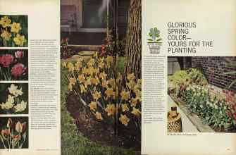 Better Homes & Gardens October 1964 Magazine Article: GLORIOUS SPRING COLOR--YOURS FOR THE PLANTING