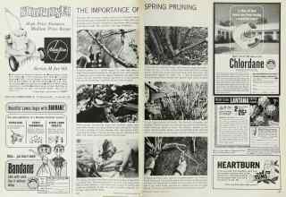 Better Homes & Gardens March 1965 Magazine Article: THE IMPORTANCE OF SPRING PRUNING