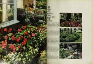 Better Homes & Gardens May 1965 Magazine Article: PLANTS THAT BRIGHTEN THE SHADE