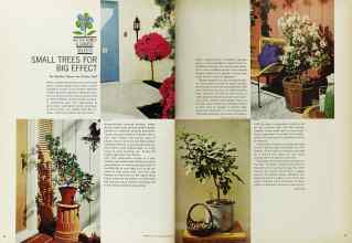 Better Homes & Gardens June 1965 Magazine Article: SMALL TREES FOR BIG EFFECT