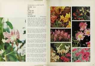 Better Homes & Gardens September 1965 Magazine Article: HOW TO BE COLOR AHEAD NEXT SUMMER!