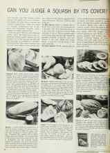 Better Homes & Gardens October 1965 Magazine Article: CAN YOU JUDGE A SQUASH BY ITS COVER?