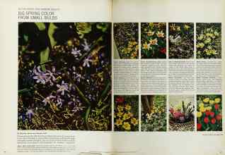 Better Homes & Gardens November 1965 Magazine Article: BIG SPRING COLOR FROM SMALL BULBS