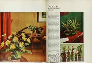 Better Homes & Gardens January 1966 Magazine Article: CAN YOU KILL A BROMELIAD?
