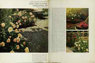 Better Homes & Gardens February 1966 Magazine Article: ROSES THAT DO A REAL LANDSCAPING JOB