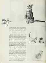 Better Homes & Gardens November 1966 Magazine Article: HOW TO BUY A SHAPELY CAT