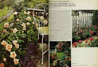 Better Homes & Gardens February 1967 Magazine Article: WHATEVER HAPPENED TO THE OLD-FASHIONED ROSE GARDEN?