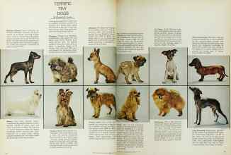 Better Homes & Gardens February 1967 Magazine Article: TERRIFIC TINY DOGS