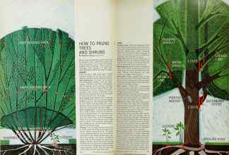 Better Homes & Gardens March 1967 Magazine Article: HOW TO PRUNE TREES AND SHRUBS