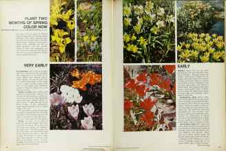 Better Homes & Gardens September 1967 Magazine Article: PLANT TWO MONTHS OF SPRING COLOR NOW