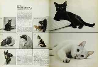 Better Homes & Gardens March 1968 Magazine Article: CATS... AMERICAN STYLE