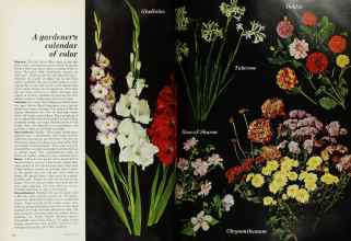 Better Homes & Gardens April 1968 Magazine Article: Page 82