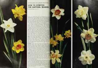Better Homes & Gardens October 1968 Magazine Article: HOW TO STRETCH THE DAFFODIL SEASON