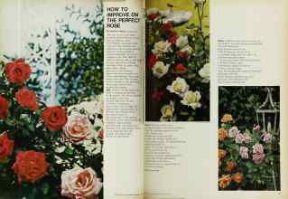 Better Homes & Gardens February 1969 Magazine Article: HOW TO IMPROVE ON THE PERFECT ROSE