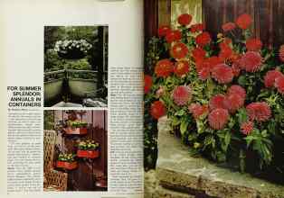 Better Homes & Gardens March 1969 Magazine Article: FOR SUMMER SPLENDOR: ANNUALS IN CONTAINERS
