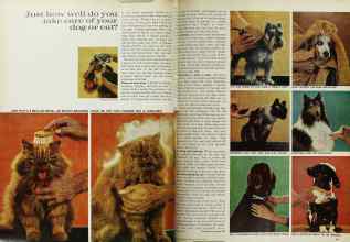 Better Homes & Gardens March 1969 Magazine Article: Just how well do you take care of your dog or cat?