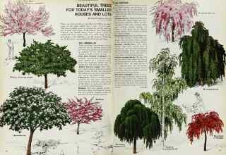 Better Homes & Gardens April 1969 Magazine Article: BEAUTIFUL TREES FOR TODAY'S SMALLER HOUSES AND LOTS