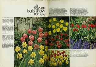 Better Homes & Gardens October 1969 Magazine Article: A flower-bulb show for $25...