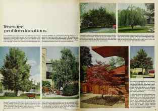 Better Homes & Gardens March 1970 Magazine Article: Trees for problem locations