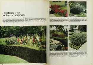 Better Homes & Gardens March 1970 Magazine Article: Hedges that solve problems
