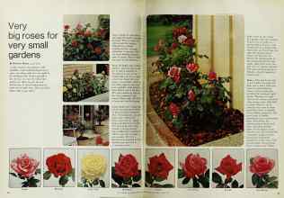 Better Homes & Gardens April 1970 Magazine Article: Very big roses for very small gardens