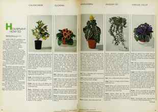Better Homes & Gardens November 1970 Magazine Article: HOUSEPLANT HOW-TO