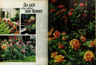 Better Homes & Gardens March 1971 Magazine Article: Our pick of the colorful new flowers