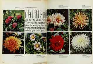 Better Homes & Gardens April 1971 Magazine Article: Dahlias